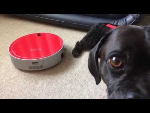 bObi Pet Robot Vacuum Review – How Much Dog Hair Can This Little Vacuum Really Hold?