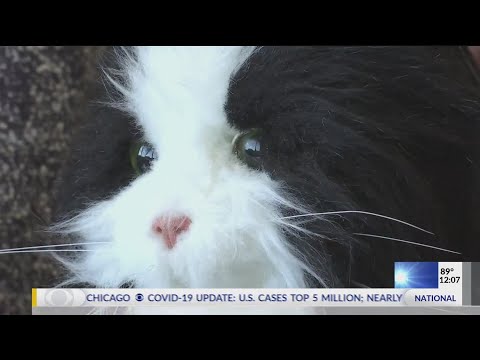 Department of Senior services investigation in robot pets