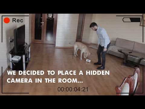 Dog Home Alone With Varram Pet Robot