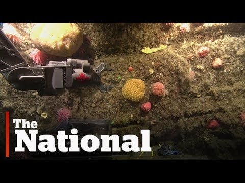 High-tech underwater robot leads new marine expedition in Gulf of St. Lawrence