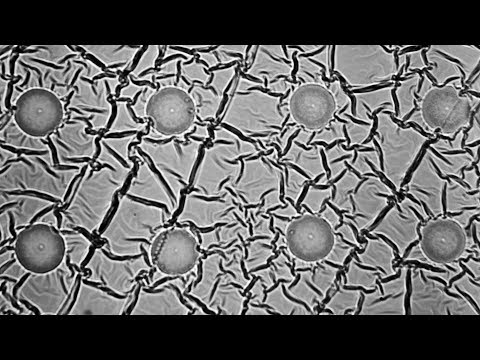 How to mass produce cell-sized robots