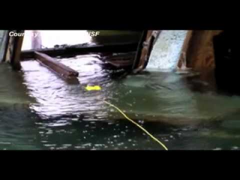 Japan Underwater Robots UNIVERSITY BEAT on WUSF TV 5/9/11