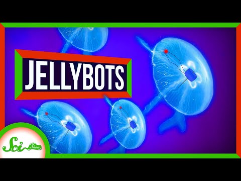 Meet the Jellybots: Ocean-Exploring Biohybrid Robots