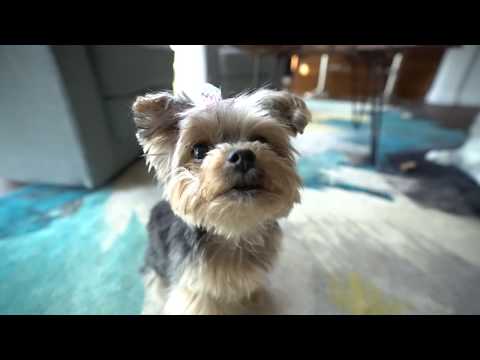 Our Pets Meet a Robotic Cat
