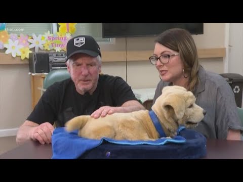 Robot therapy dogs could help patients who can't care for living pet