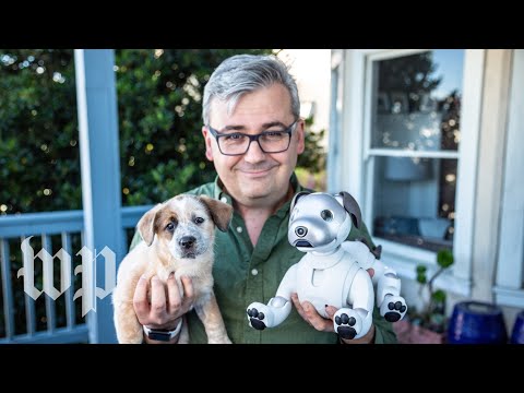 Sony's robot dog Aibo vs. a real puppy