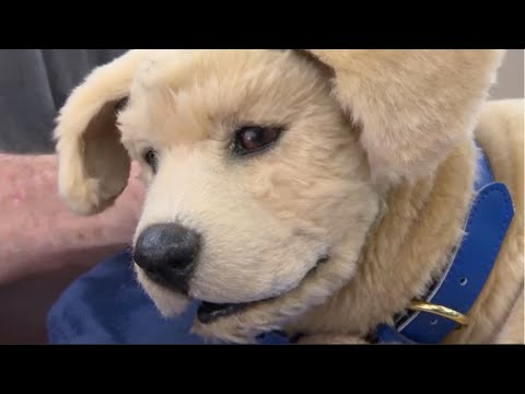 The Health Benefits Of Robot Therapy Dogs