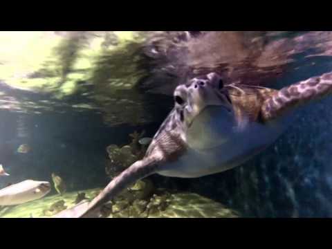 Turtles, Sharks and Underwater Robots
