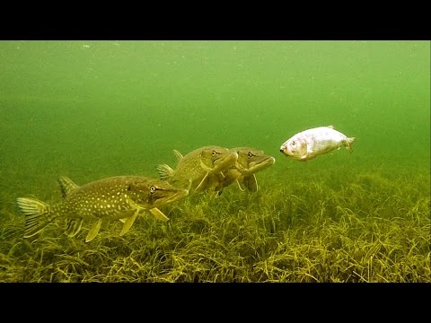 Underwater experiment: Will Pike eat zombie fish? Attacks on Zombait – robot fishing lure.