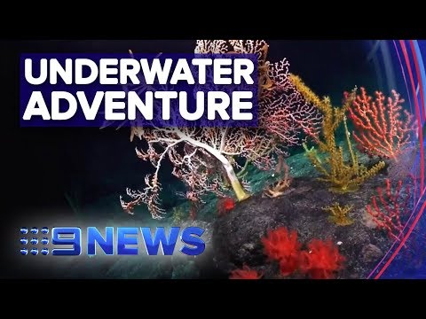 Underwater robot to search for undiscovered marine life | Nine News Australia