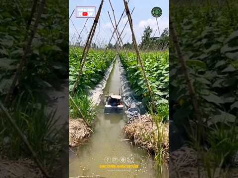 Agriculture ROBOT IRRIGATION SYSTEM 🤩 | Floating Boat Robot Pump😇