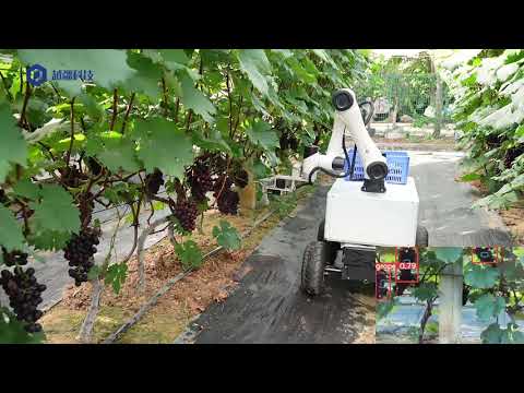 Collaborative robotic arm picking grapes – Start the Smart Orchard