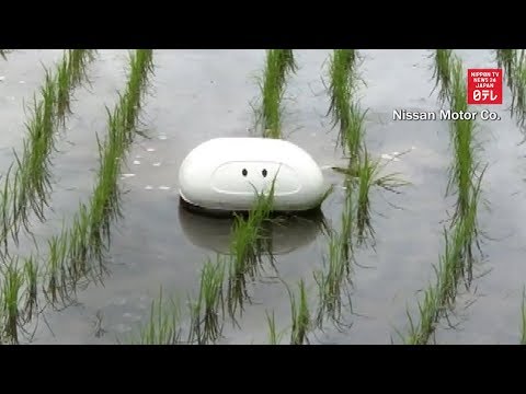 Duck robots help organic farming