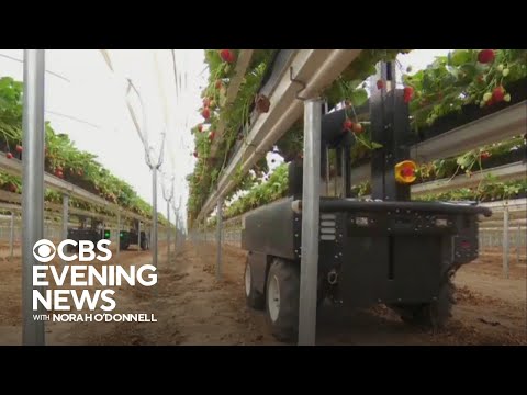 Strawberry-picking robots help farmers amid drought