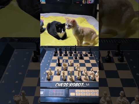 cool chess robot used as cat toy 😎 #shorts