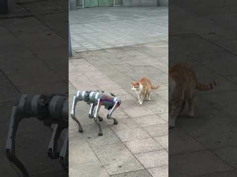 🐱Cats are afraid of nothing. #robotdog #shorts #viral