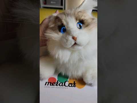 metaCat – my robot cat #freeproduct #metacat #robot #catlover
