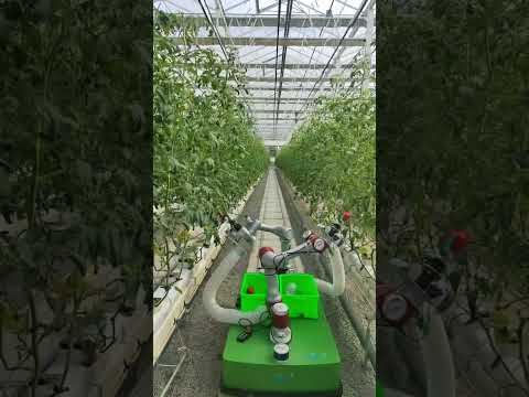 🍅Come watch the robot pick tomatoes!  #roboticsautomation