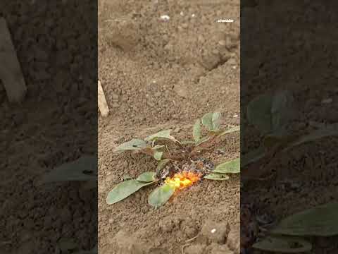 Farm robot uses lasers to destroy weeds