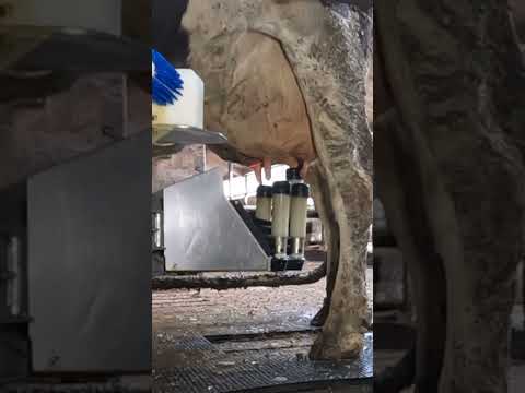 Fullwood JOZ Merlin M2 Milking robot