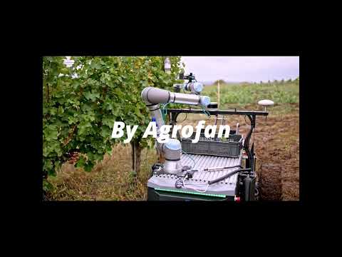 Grapes Harvested by Robotic Hands 🤖🍇 | The Future of Farming Is Here!  #agrifuture  #reels