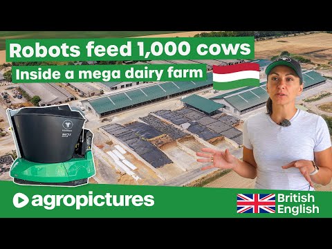 Inside an XXL Dairy Farm in Hungary 🐄🇭🇺 1,000+ Cows Fed Automatically by Wasserbauer Feeding Robot
