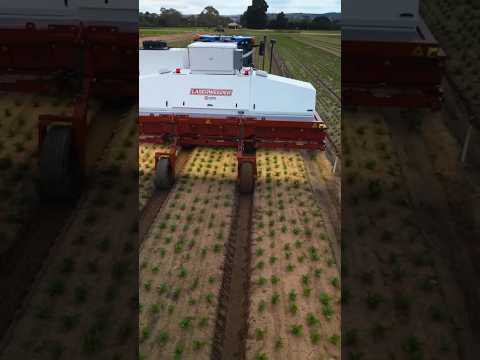 Laser Weeding Robot Transforming Modern Farming With Precision Technology