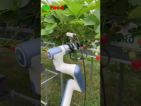 Revolutionizing Agriculture: Meet MiFood's Strawberry Picking Robot!