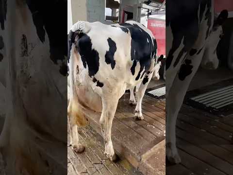 The Future of Farming: Robots Milking Cows in Japan  🤯