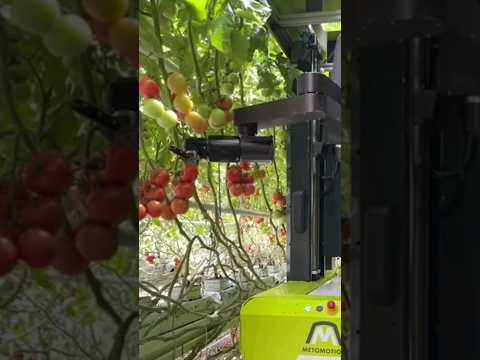 This Farm Robot Can Harvest Tomatoes