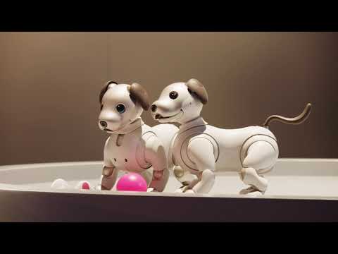 aibo | Sony’s Robot Companion Puppy