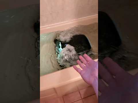 can a robo pool cleaner clean my bathtub?