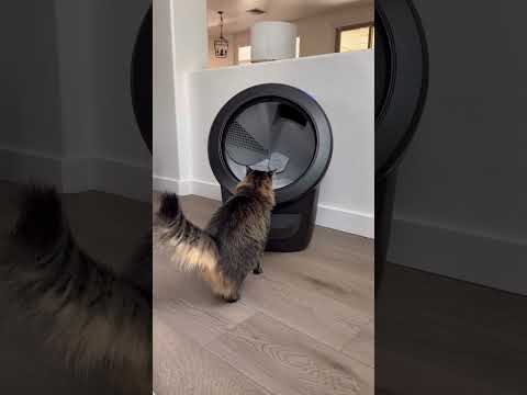 I am SO excited to finally upgrade to the Litter-Robot 4! My cats are going to have a fancier toilet