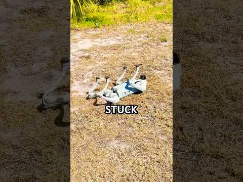 I Tried to Break My Robot Dog… It Fought Back