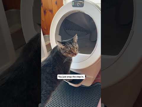 Litter-Robot 5 Honest First Impressions In A Multi-Cat Home | The Pack