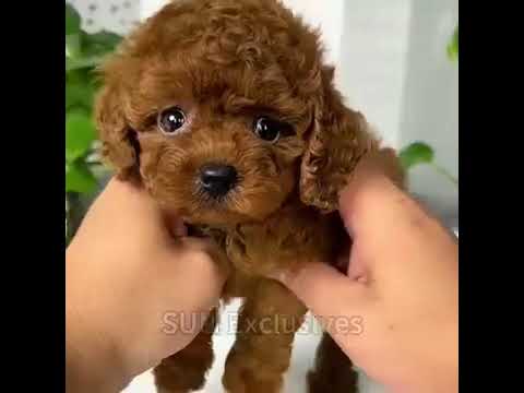 My Realistic Robot Puppy