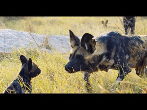 Robotic Spy Puppy Meets Wild Dogs!