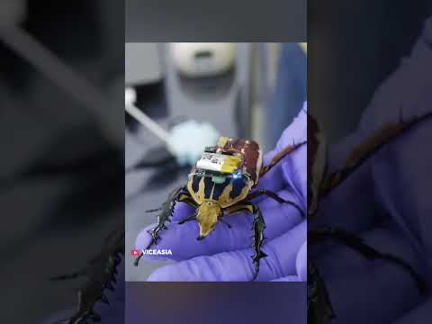 These cyborg insects are made in a lab in Singapore