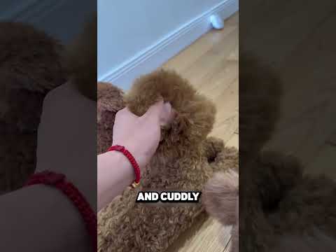 This Man Bought 3 Robotic Dogs! 🤖🐕