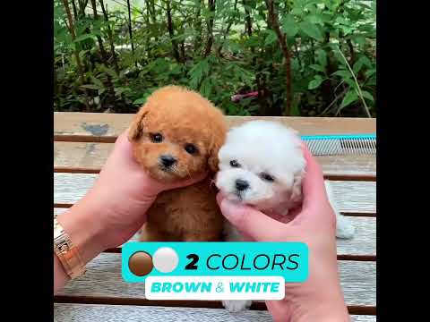 This Robot Puppy is so cute and realistic! #puppy #pets #pomeranian #Christmas gifts #Christmas