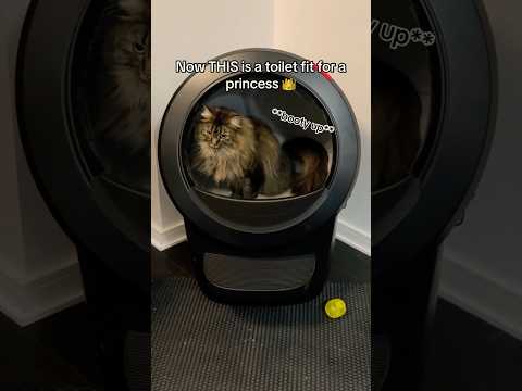 We got the Robot Litter 4 POOP ROCKET 💩🚽🚀 @LitterRobot #catcare #catmomlife #automaticlitterbox