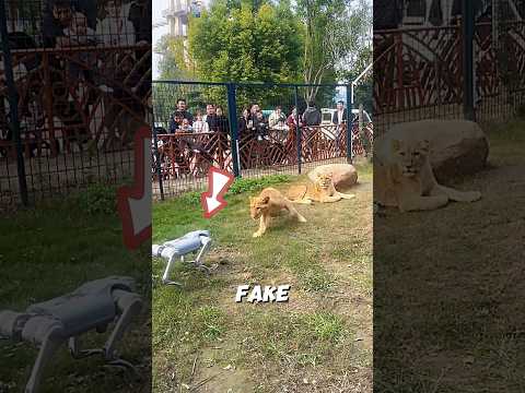 What the lion did when he saw the robot dog 🦁 #lion #shorts