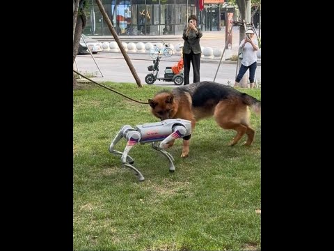 When a robot dog meets a German shepherd dog robot dog AI German shepherd