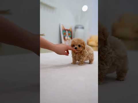Wuffy Robot Puppy | Smart AI Toy for Kids | Price R1499